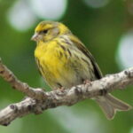 Girlitz - Serinus serinus