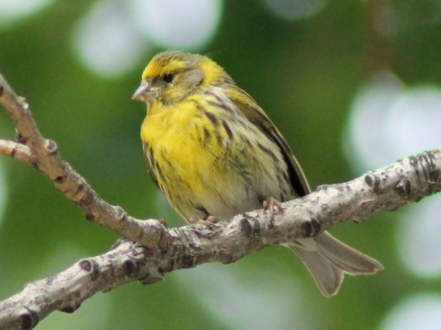 Girlitz - Serinus serinus