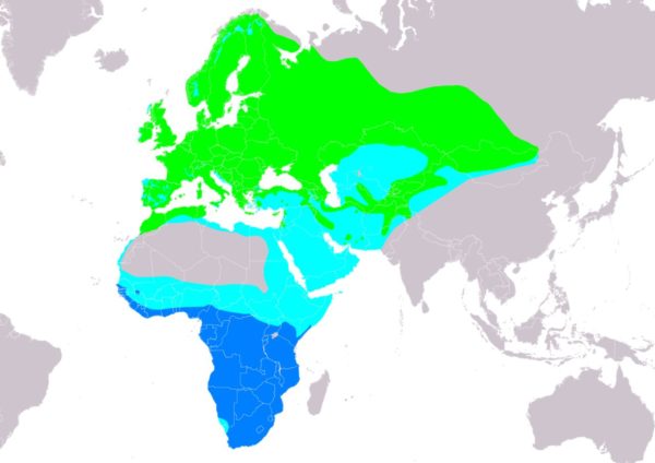 Grauschnäpper Lebensraum und Verbreitung