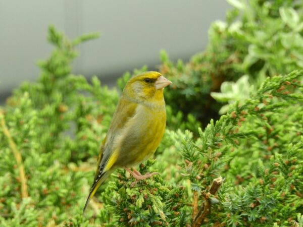 Grünfink - Carduelis chloris