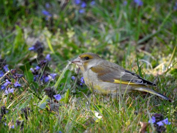 Grünfink auf Nahrungssuche im Garten