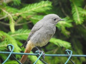 Hausrotschwanz Singvogel