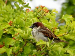 Haussperling - Passer domesticus ist ein häufiger Gast im Garten
