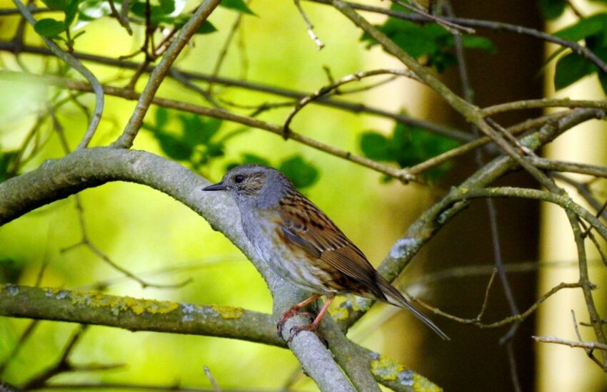 Heckenbraunelle - Prunella modularis
