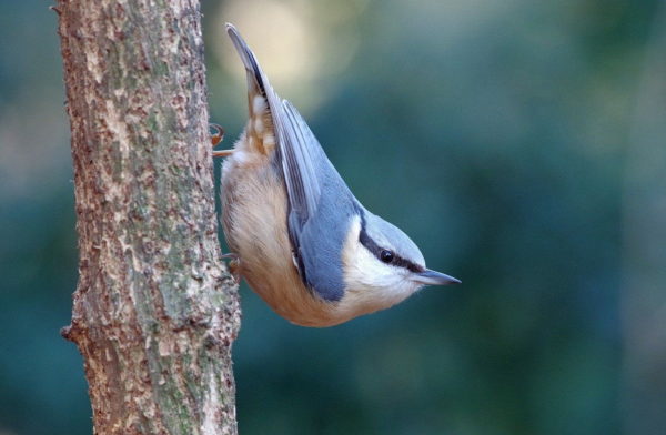 Kleiber am Baum auf Nahrungssuche