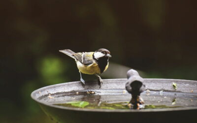 Kohlmeise an einer Vogeltränke