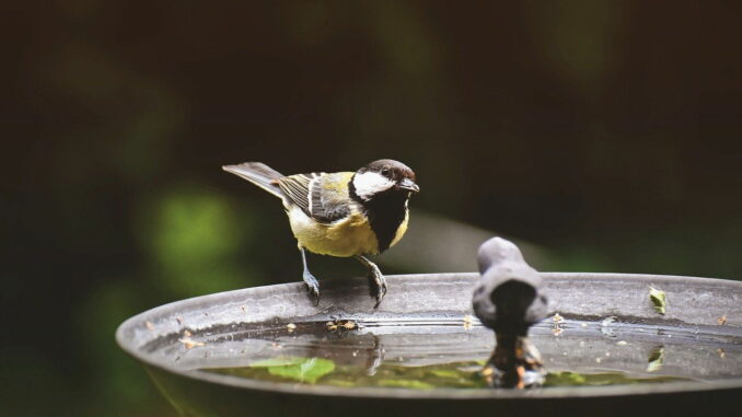 Kohlmeise an einer Vogeltränke