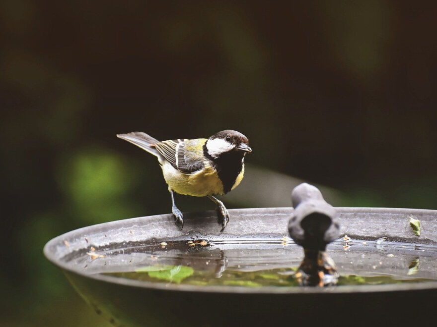 Kohlmeise an einer Vogeltränke