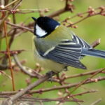 Kohlmeise - Parus major