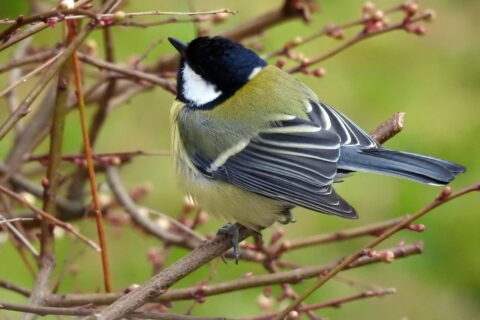 Kohlmeise - Parus major
