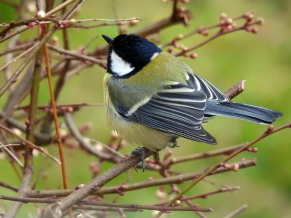 Kohlmeise - Parus major gehört zu den Meisen