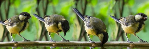 Warum wird die Vogeltränke nicht angenommen