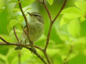Fitis - Phylloscopus trochilus