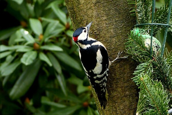 Aussehen und Merkmale des Buntspecht Buntspecht – Dendrocopos major