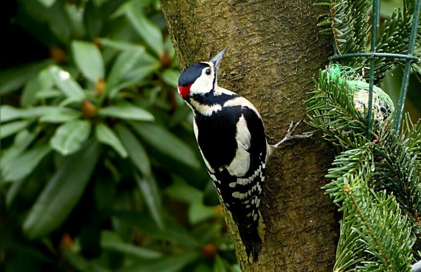 Buntspecht – Dendrocopos major