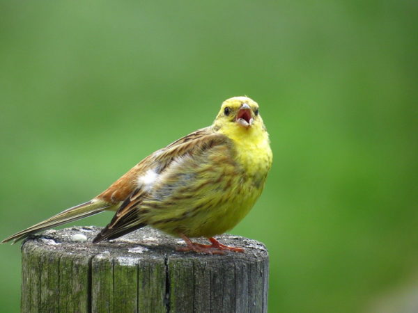 Goldammer singt