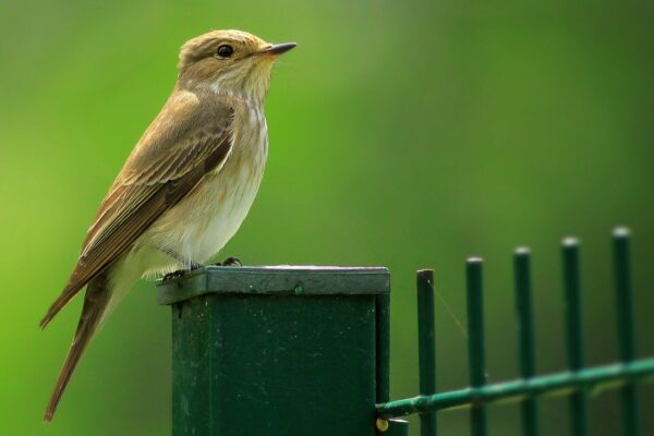 Grauschnäpper - Muscicapa striata