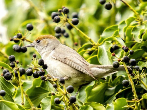 weibliche Mönchsgrasmücke - Sylvia atricapilla weibliche Mönchsgrasmücke - Sylvia atricapilla