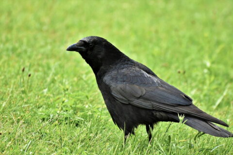 Rabenkrähe - Corvus corone
