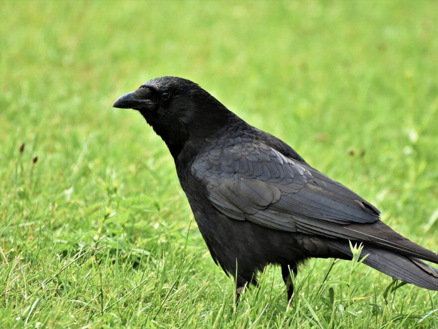Rabenkrähe - Corvus corone