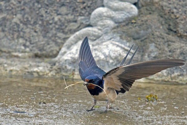 Rauchschwalbe - Hirundo rustica