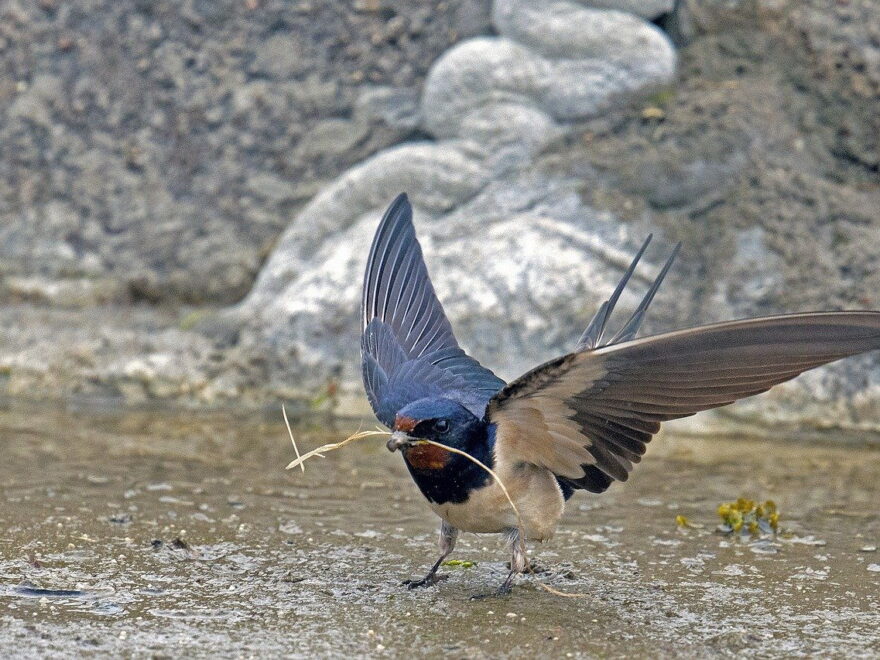 Rauchschwalbe - Hirundo rustica