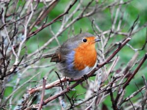 Rotkehlchen Erithacus rubecula
