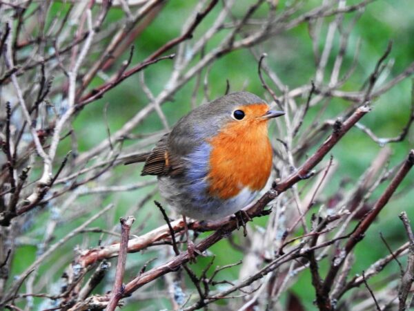 Rotkehlchen Erithacus rubecula