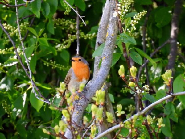 Rotkehlchen - Erithacus rubecula