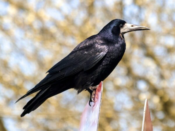 Saatkrähe - Corvus frugilegus