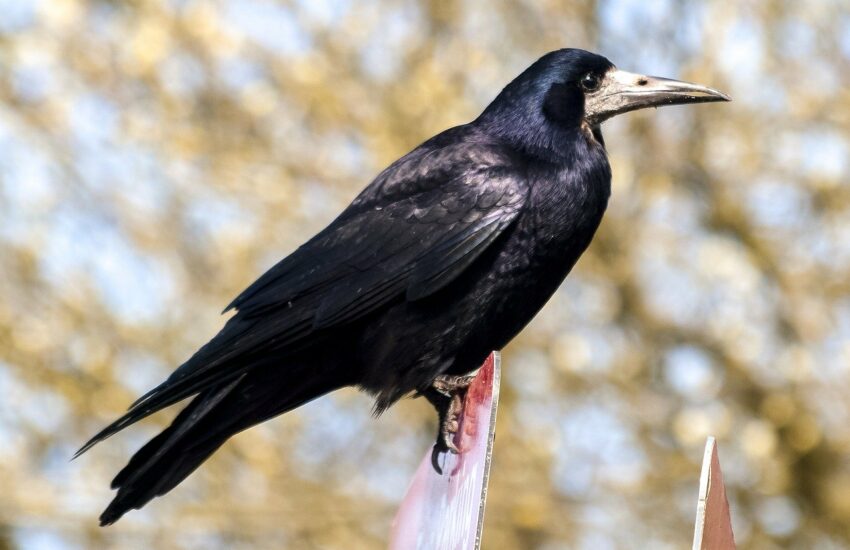 Saatkrähe - Corvus frugilegus
