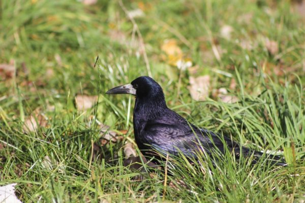 Saatkrähe im Gras auf Nahrungssuche