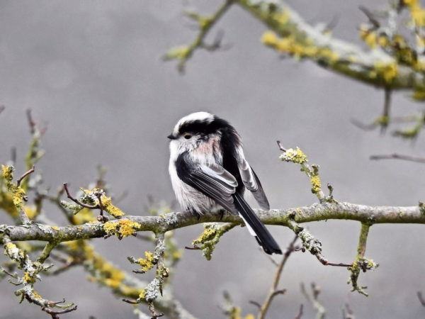 Schwanzmeise gemütlich im Baum sitzend Schwanzmeise im Baum