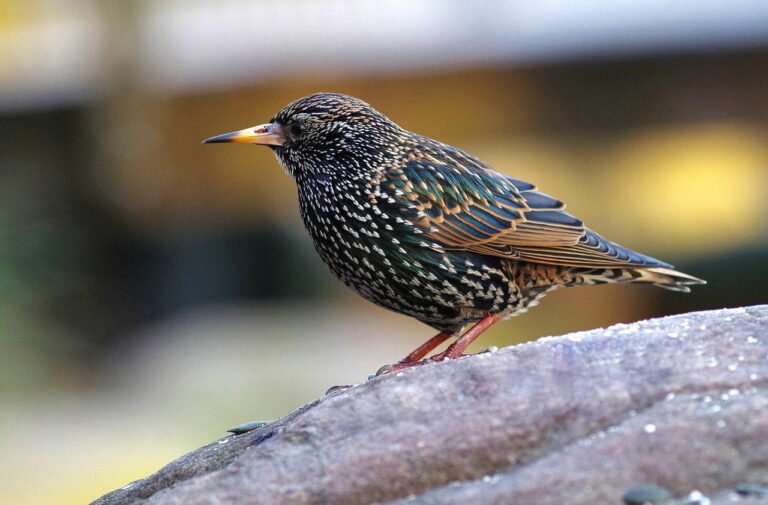 Star Aussehen, Lebensraum, Nahrung, Brutverhalten