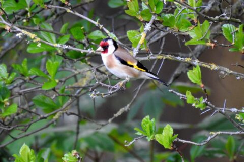 Stieglitz oder Distelfink - Carduelis carduelis