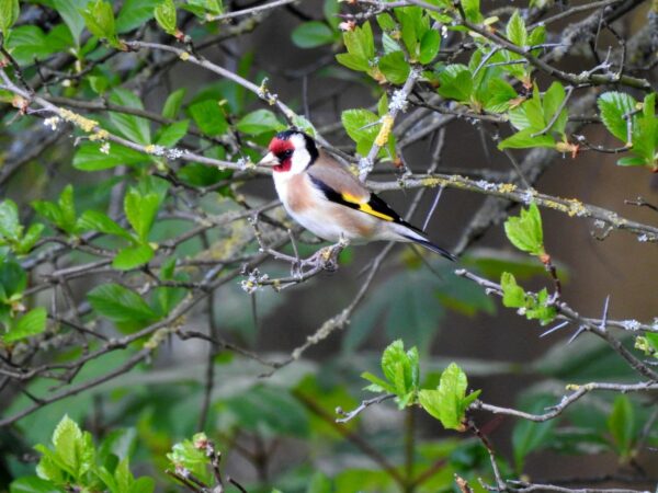 Stieglitz oder Distelfink - Carduelis carduelis