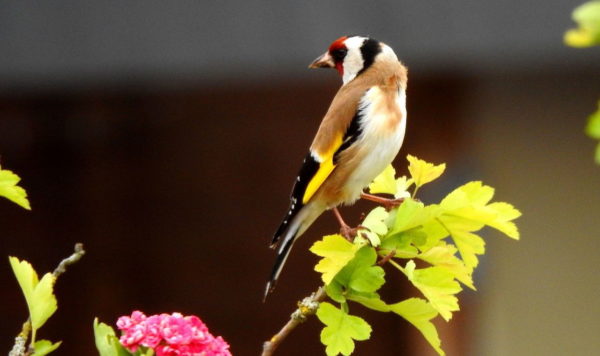 Stieglitz im Garten