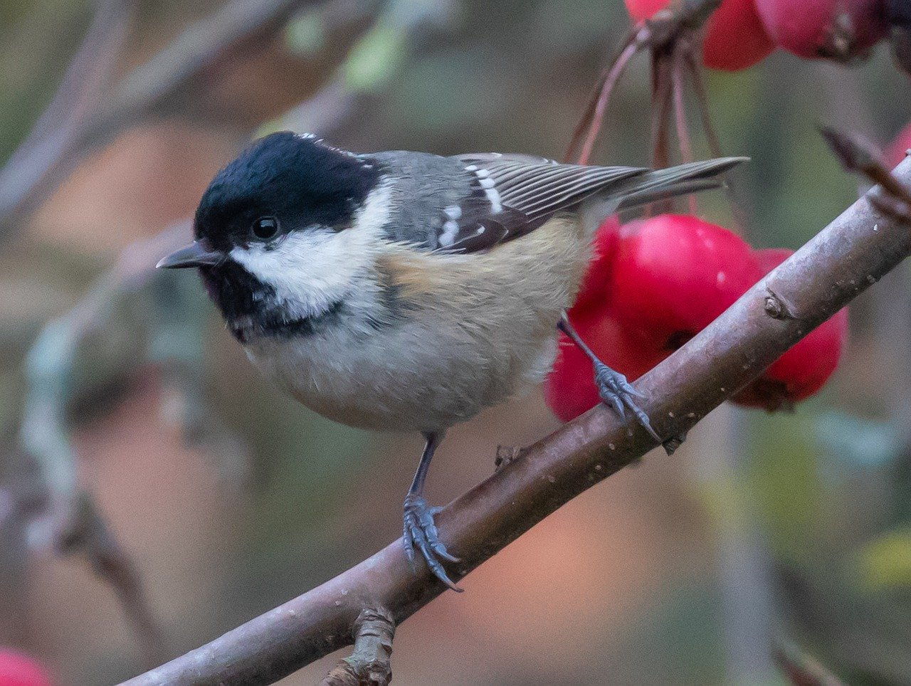 Tannenmeise Aussehen, Lebensraum, Nahrung, Brutverhalten