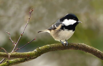 Tannenmeise Periparus ater