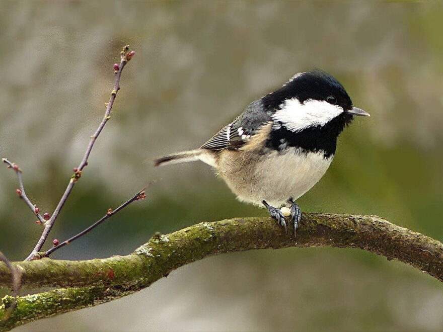 Tannenmeise Periparus ater