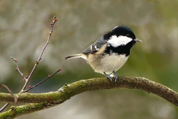 Tannenmeise - Parus ater