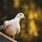 Türkentaube - Streptopelia decaocto