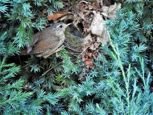 Brutverhalten und Aufzucht der Jungen beim Zaunkönig