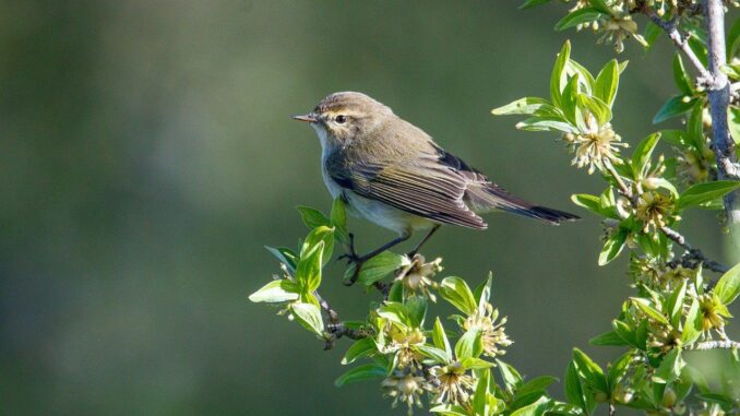 Zilpzalp - Phylloscopus collybita