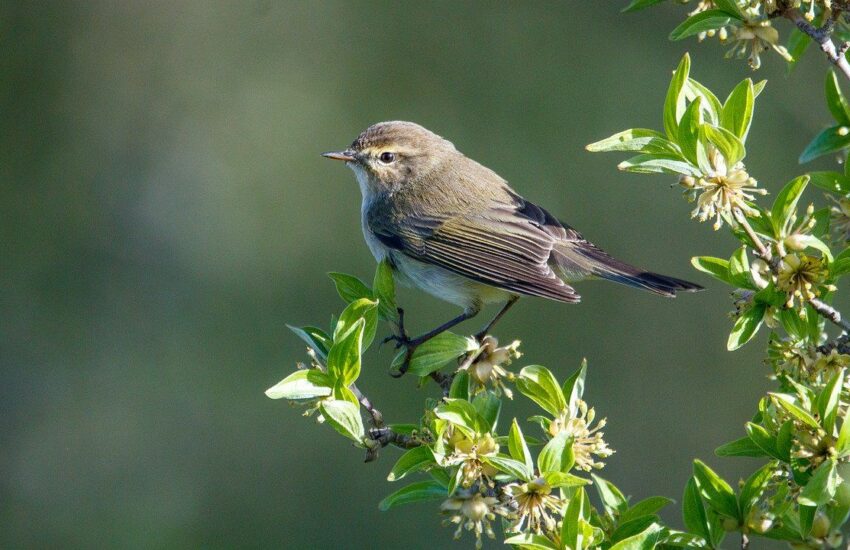 Zilpzalp - Phylloscopus collybita
