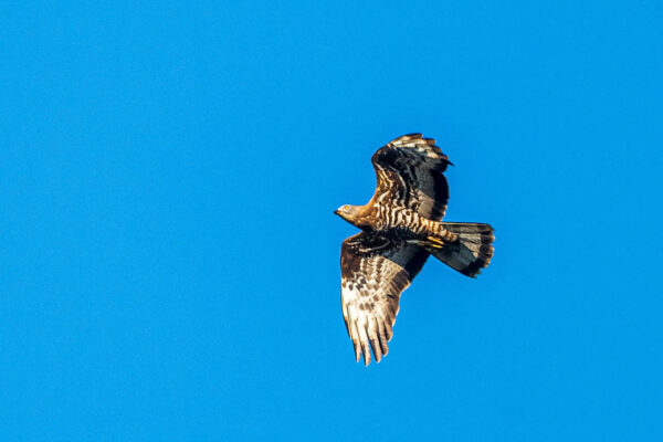 Wespenbussard - Pernis apivorus