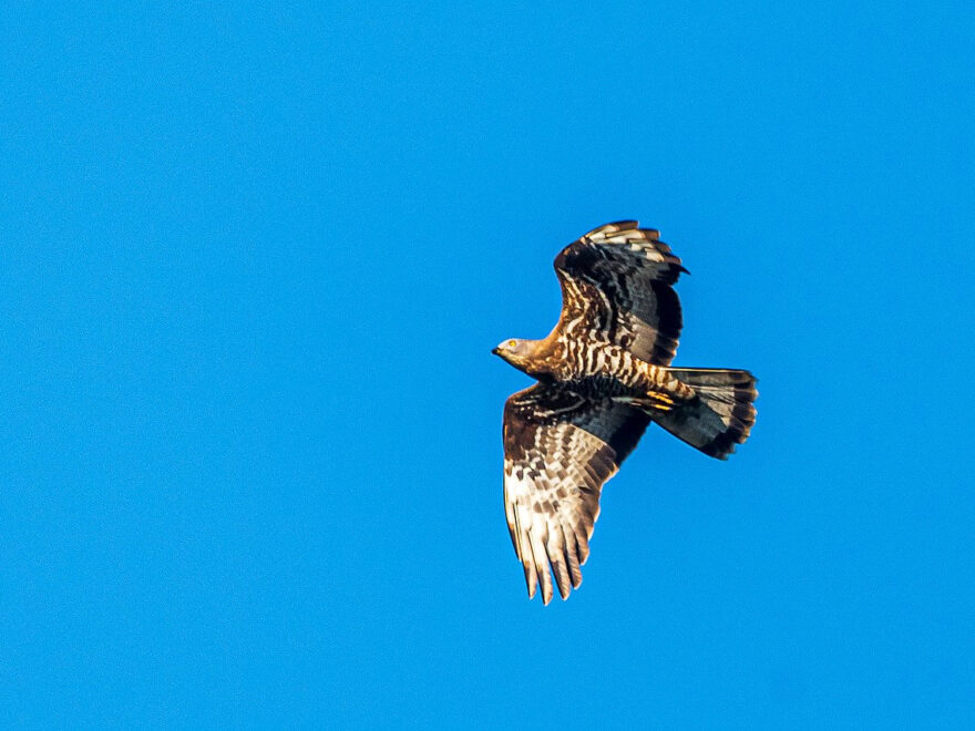 Wespenbussard - Pernis apivorus