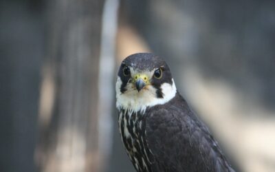 Baumfalke - Falco subbuteo