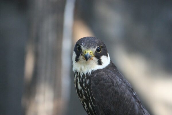 Baumfalke - Falco subbuteo