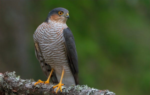 Habicht – Accipiter gentilis